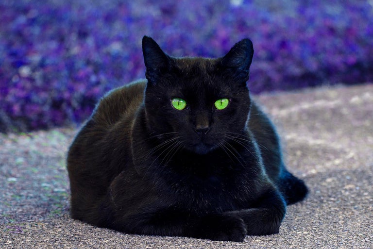Robert Funk - Black Cat. Green Eyes For Sale At 1Stdibs