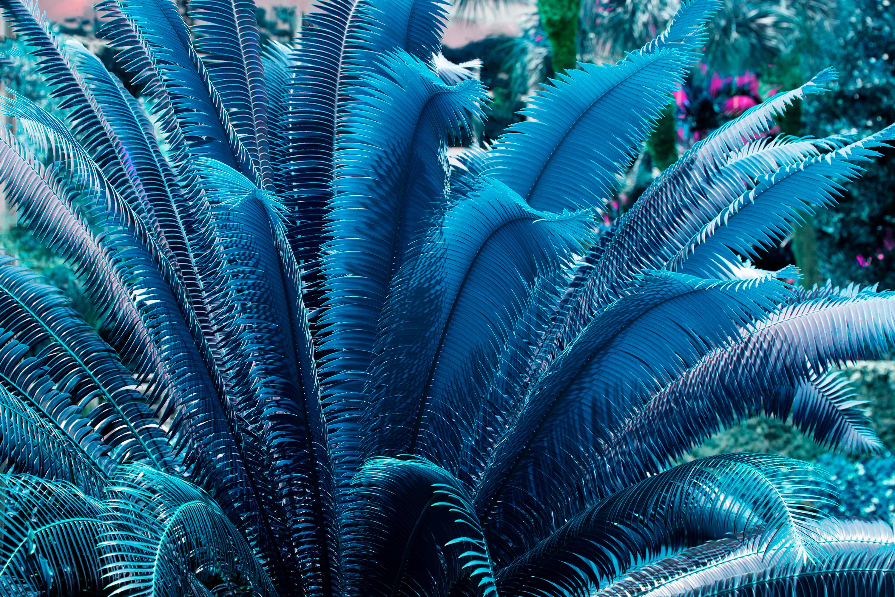 Robert Funk Abstract Photograph - Blue Ferns and a Hint of Magenta. Sculpture Garden