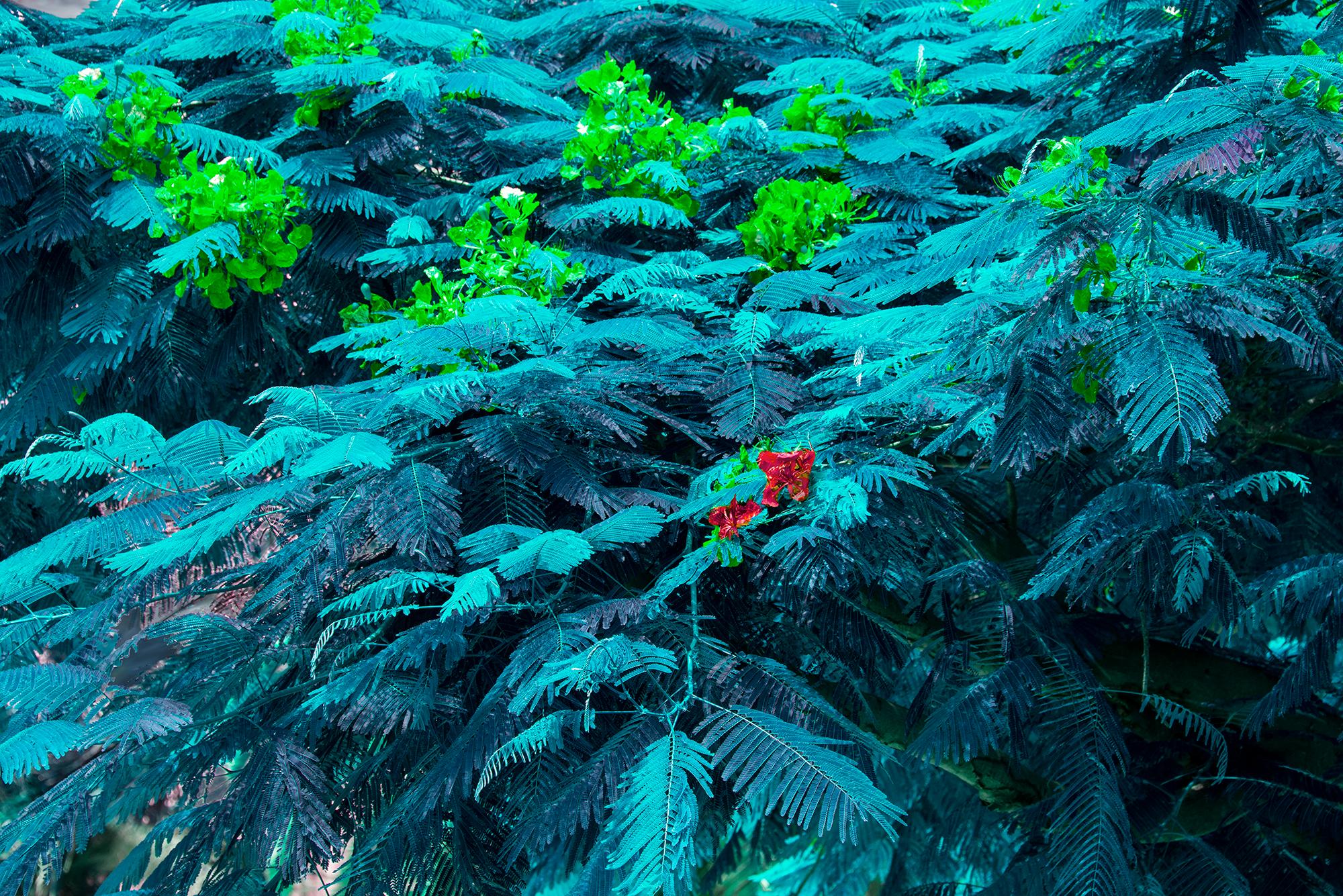 Robert Funk Landscape Photograph – Blaue Bäume. Blauer Wald.  Blaue Blätter.