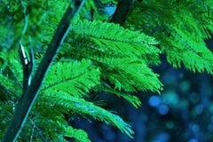 Bossa Nova Árboles Azules