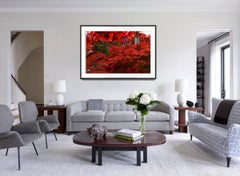 Daydreaming Royal Poincianas in Pink and Red