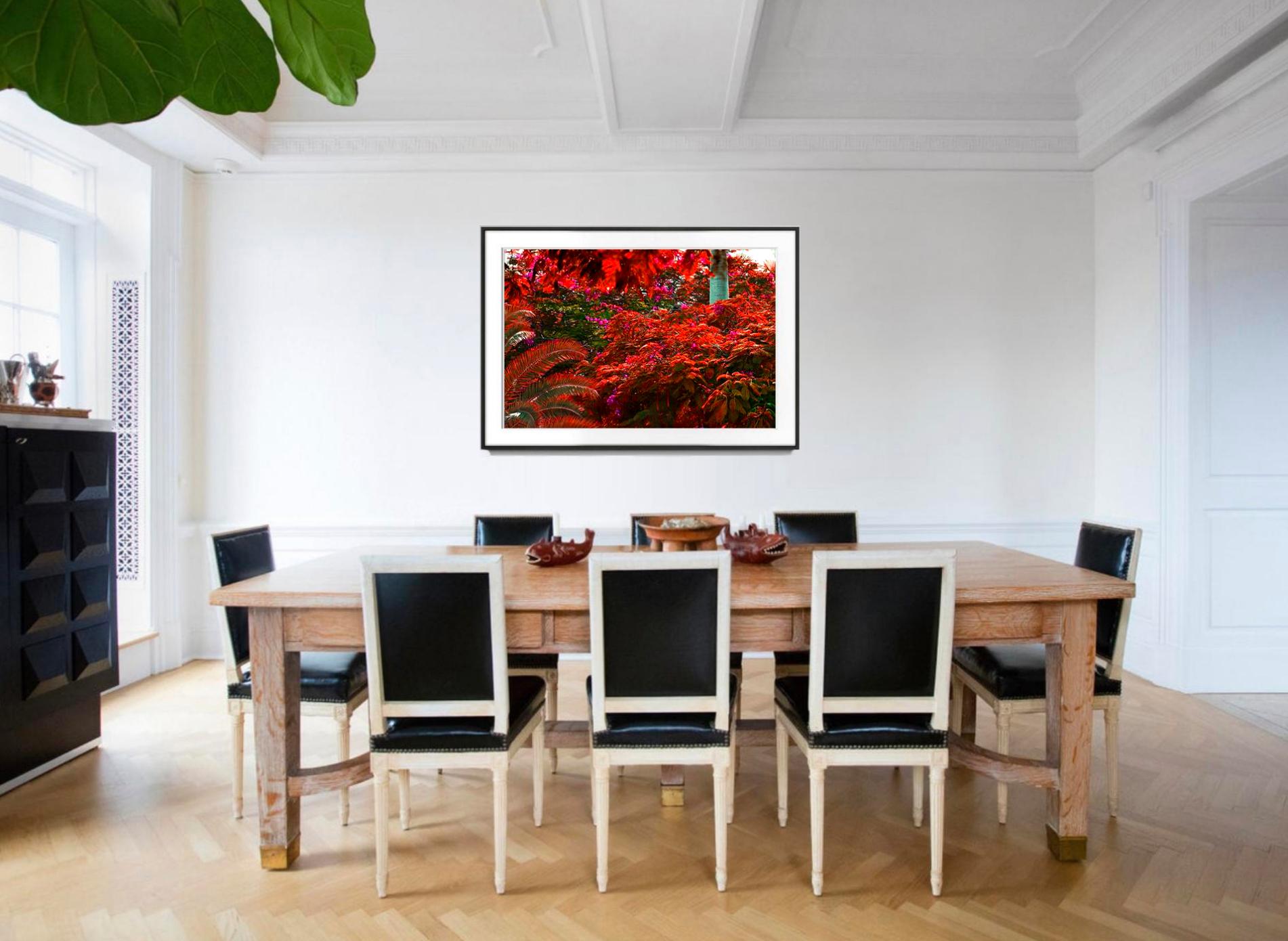 Daydreaming Royal Poincianas en rose et rouge - Impressionnisme Photograph par Robert Funk