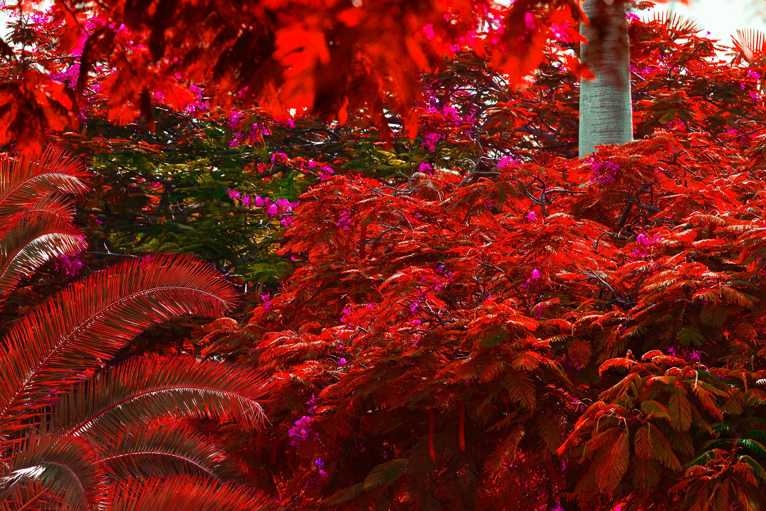 Robert Funk Landscape Photograph – Daydreaming Royal Poincianas in Rosa und Rot