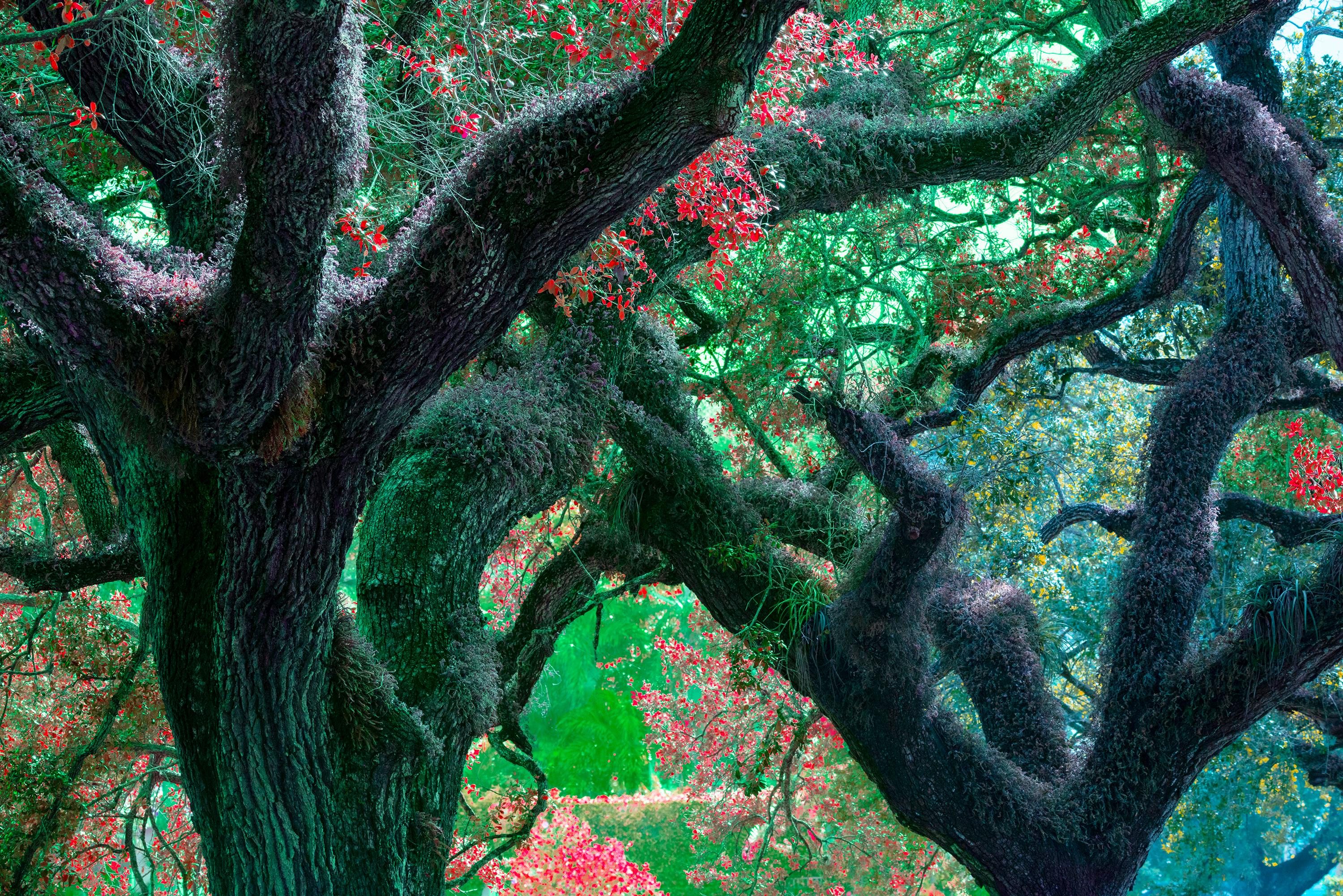 Dreamy Trees:  Labyrinth Continuum - Photograph by Robert Funk