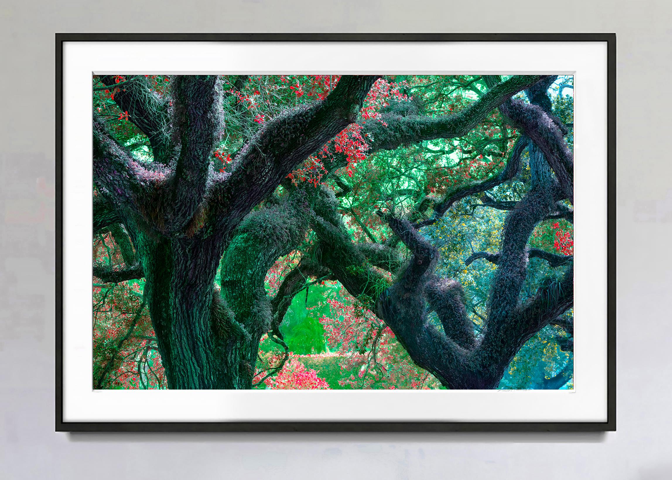 Dreamy Trees:  Labyrinth Continuum - Photograph by Robert Funk