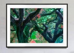 Dreamy Trees:  Labyrinth Continuum