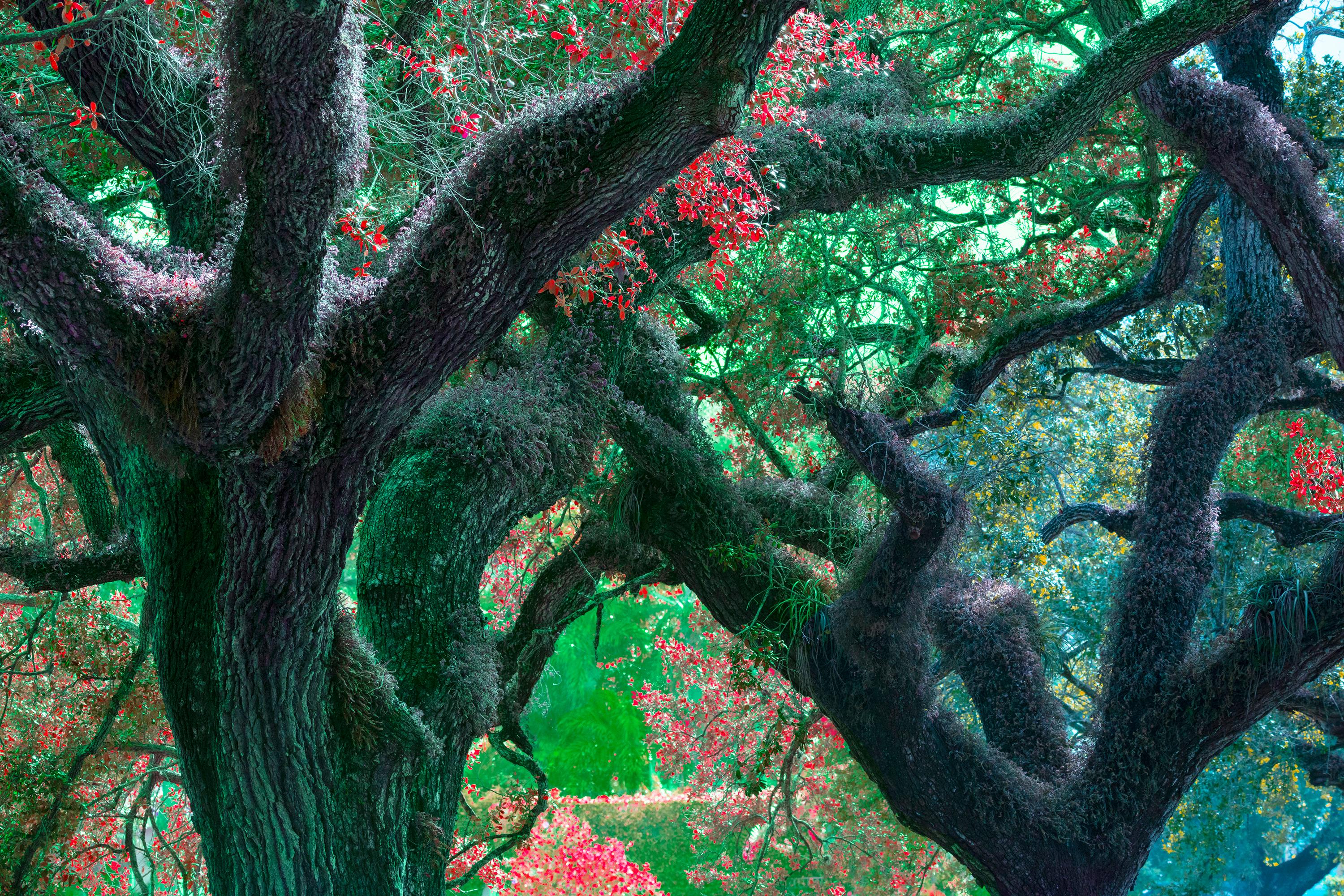 Robert Funk Abstract Photograph – Verträumte Bäume:  Labyrinthisches Kontinuum