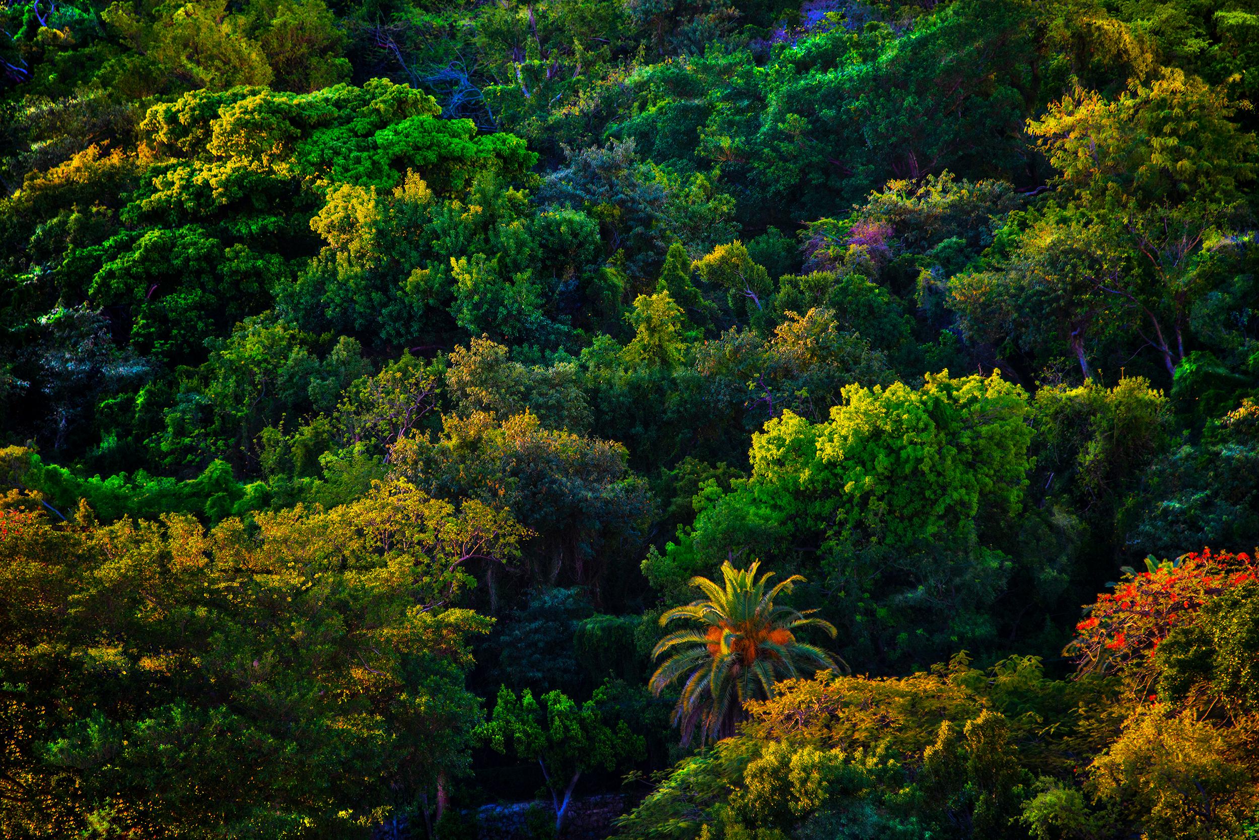 Robert Funk Color Photograph - Forest Miami. Palm Tree Canopy