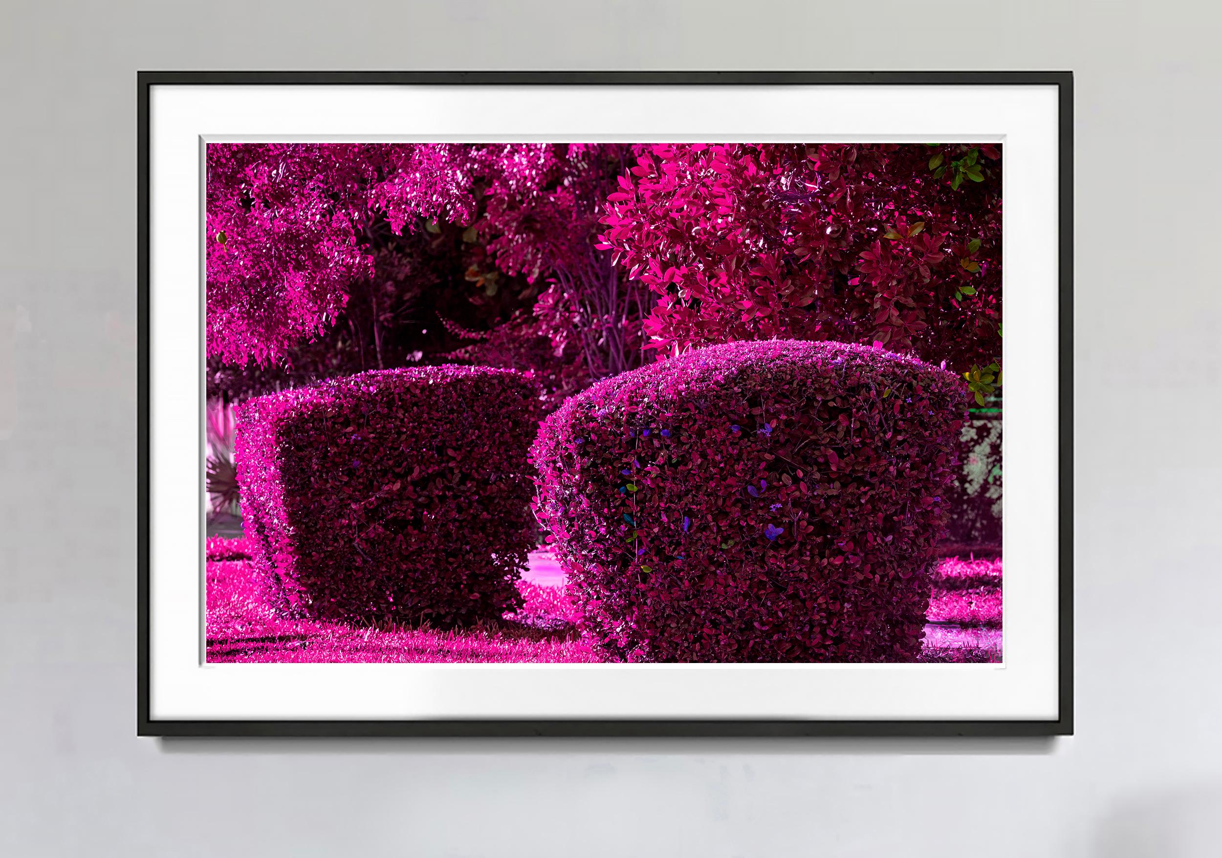 Hedge Fun - Flamingo Park Miami Beach - Violet Purple - Photograph by Robert Funk