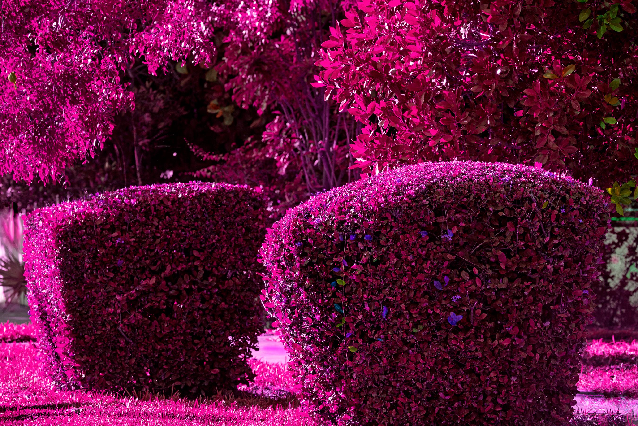 Robert Funk Color Photograph - Hedge Fun - Flamingo Park Miami Beach - Violet Purple