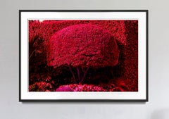 Hedge Fun - Hibiscus Island - Miami Beach - Street Art from the Wealthy. Red