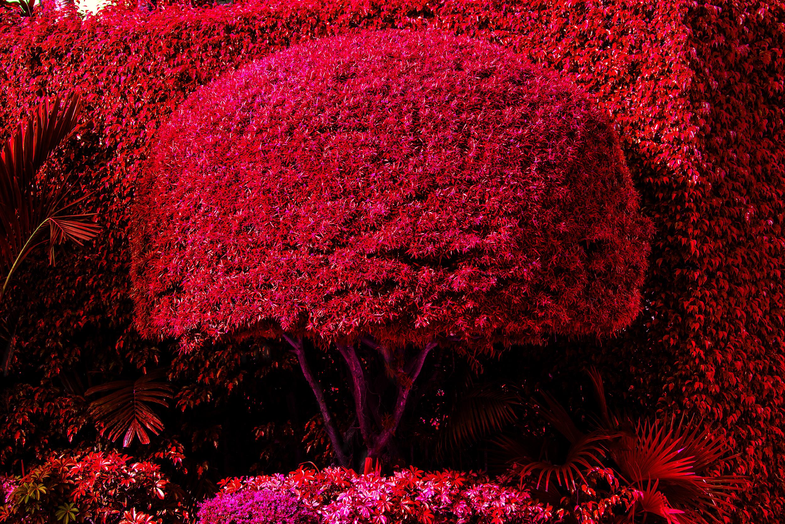 Robert Funk Landscape Photograph – Hedge Fun - Hibiscus Island - Miami Beach - Straßenkunst von den Wohlhabenden. Rot