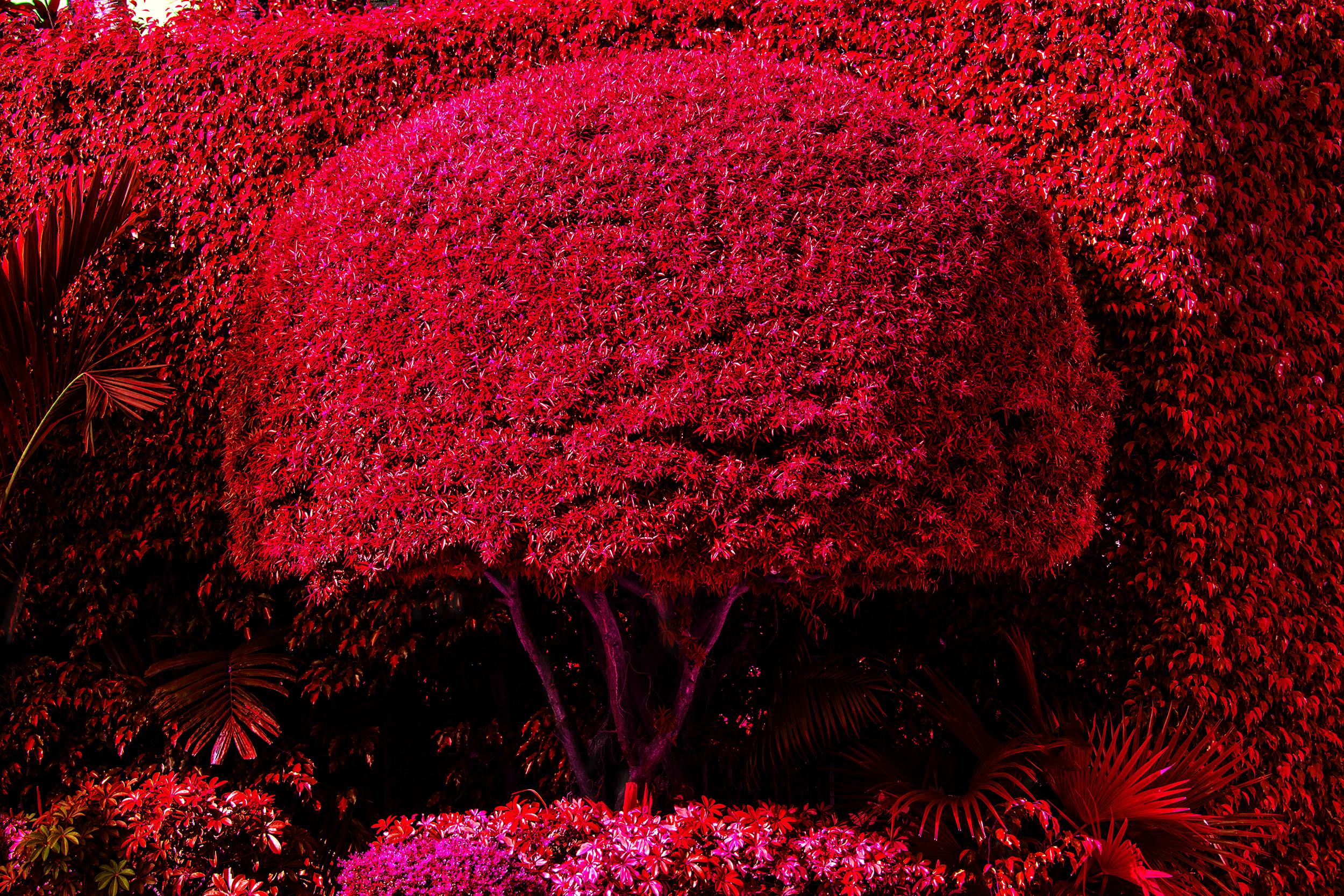 Hedge Fun - Hibiscus Island - Miami Beach - Arte callejero de los ricos. Rojo