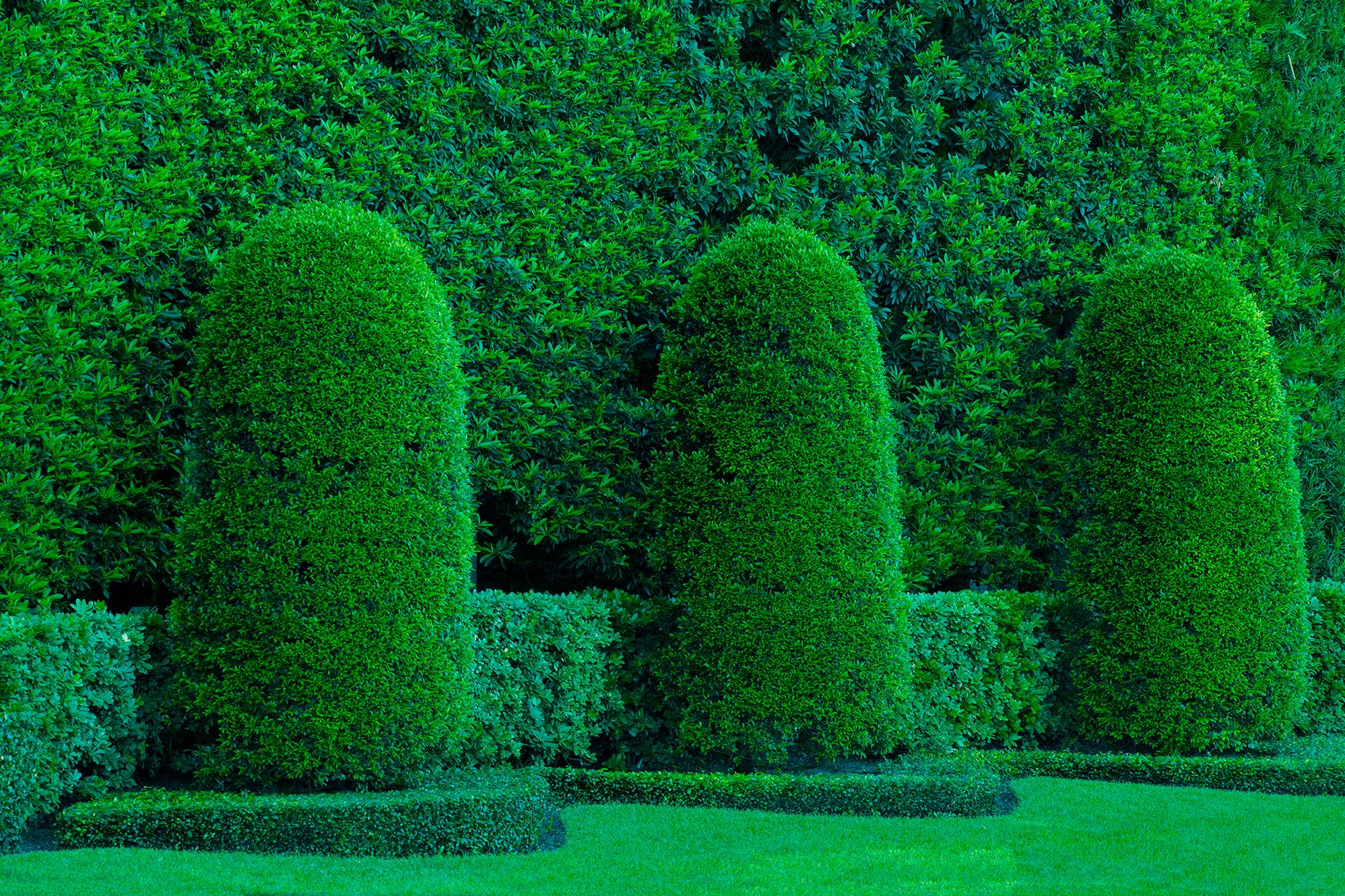 Robert Funk Landscape Photograph – Hedge Fun – Miami Beach 3  (Grün Garten mit grünem Oberteil) Street Art von The Rich