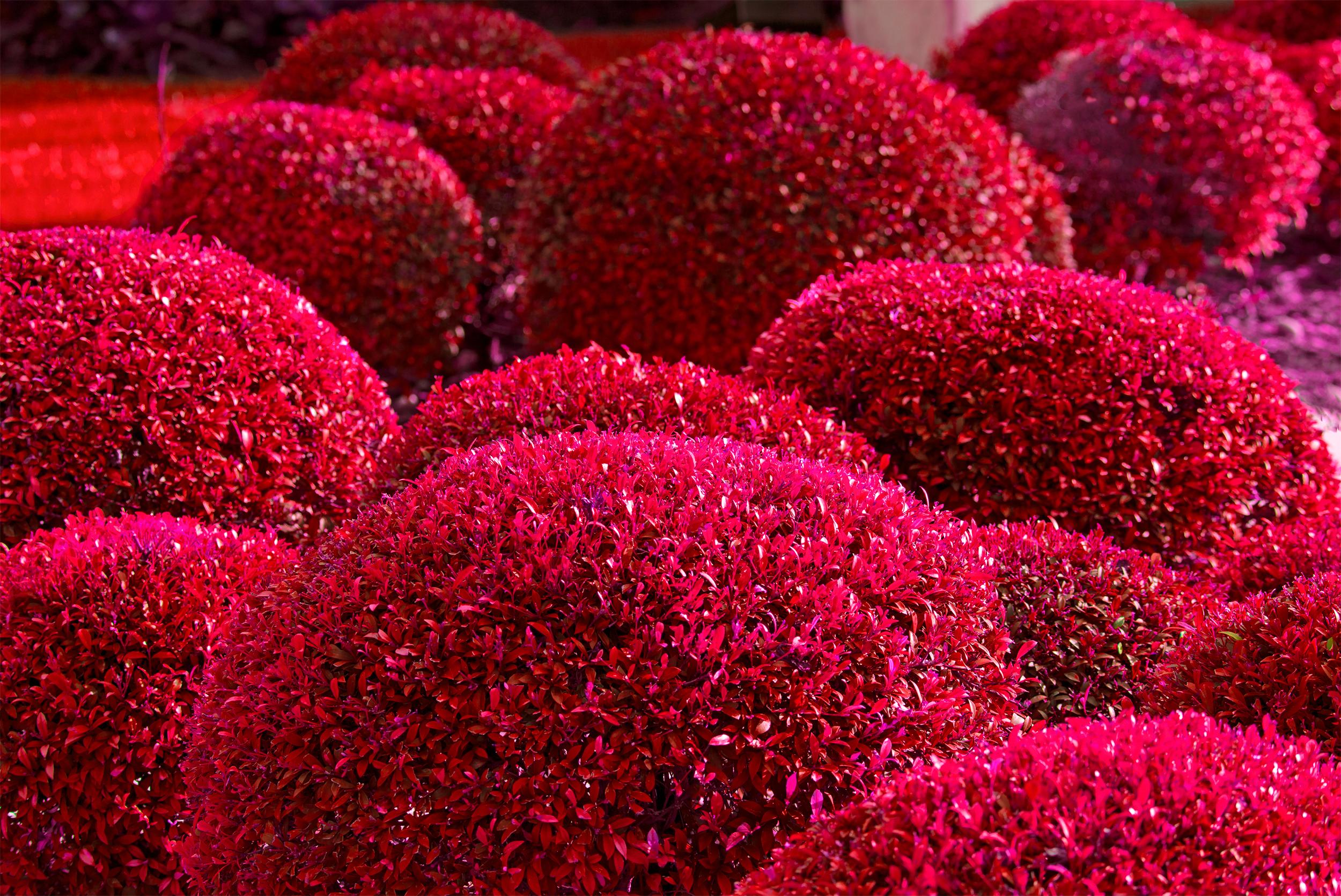 Robert Funk Landscape Photograph - Hedge Fun - Bal Harbor  - Miami Beach, Landscaping in Red and Violet