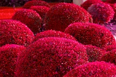 Hedge Fun - Bal Harbor  - Miami Beach, Landscaping en rouge et violet