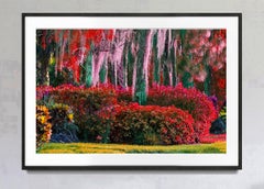 Hedge Fun - Naples, Florida -  Happy Colors Landscaping, Abstract Photography