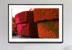 Hedge Fun - Palm Beach 3  -  Slim Arrons forgot to shoot the Shrubs