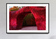 Hedge Fun - Palm Beach Arch - Slim Arrons forgot to Shoot the Shrubs