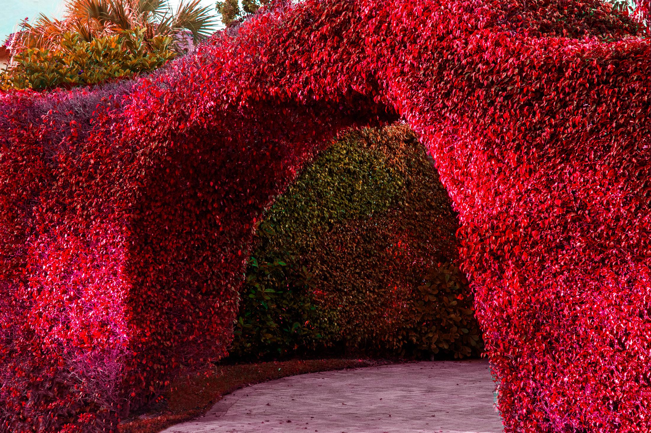 Robert Funk Abstract Photograph - Hedge Fun - Palm Beach Arch - Slim Arrons forgot to Shoot the Shrubs 