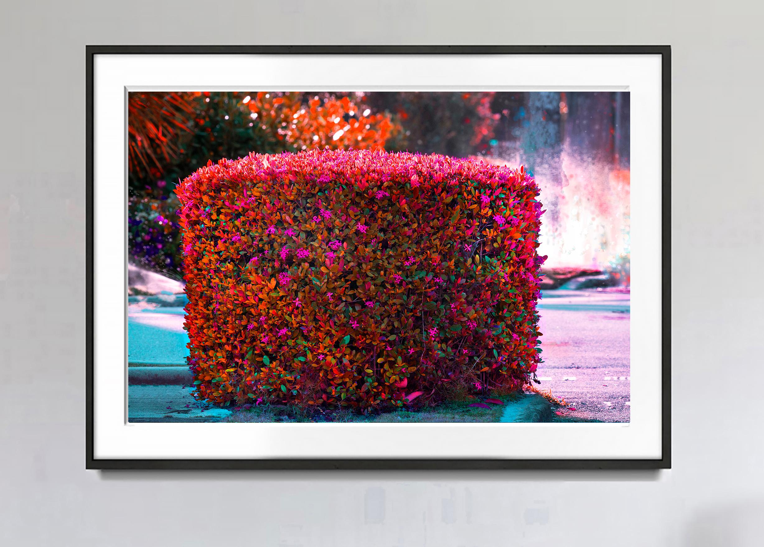 Hedge Fun  - Palm Beach in Magenta and Orange with Lizard - Photograph by Robert Funk