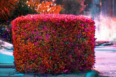 Hedge Fun  - Palm Beach in Magenta and Orange with Lizard - Monet Haystacks