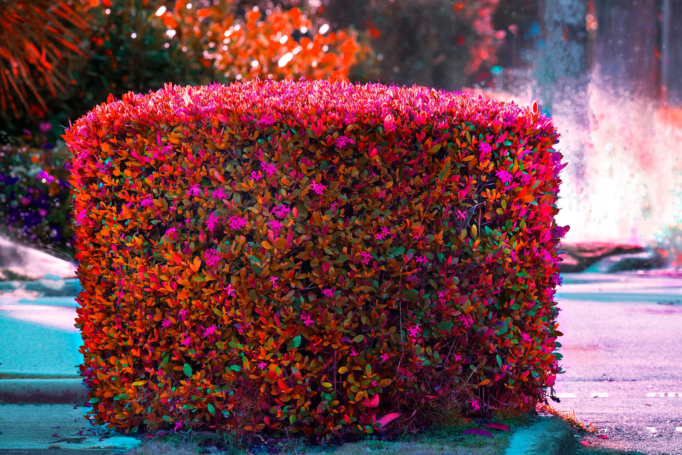 Hecken-Spaß  - Palm Beach in Magenta und Orange mit Eidechse