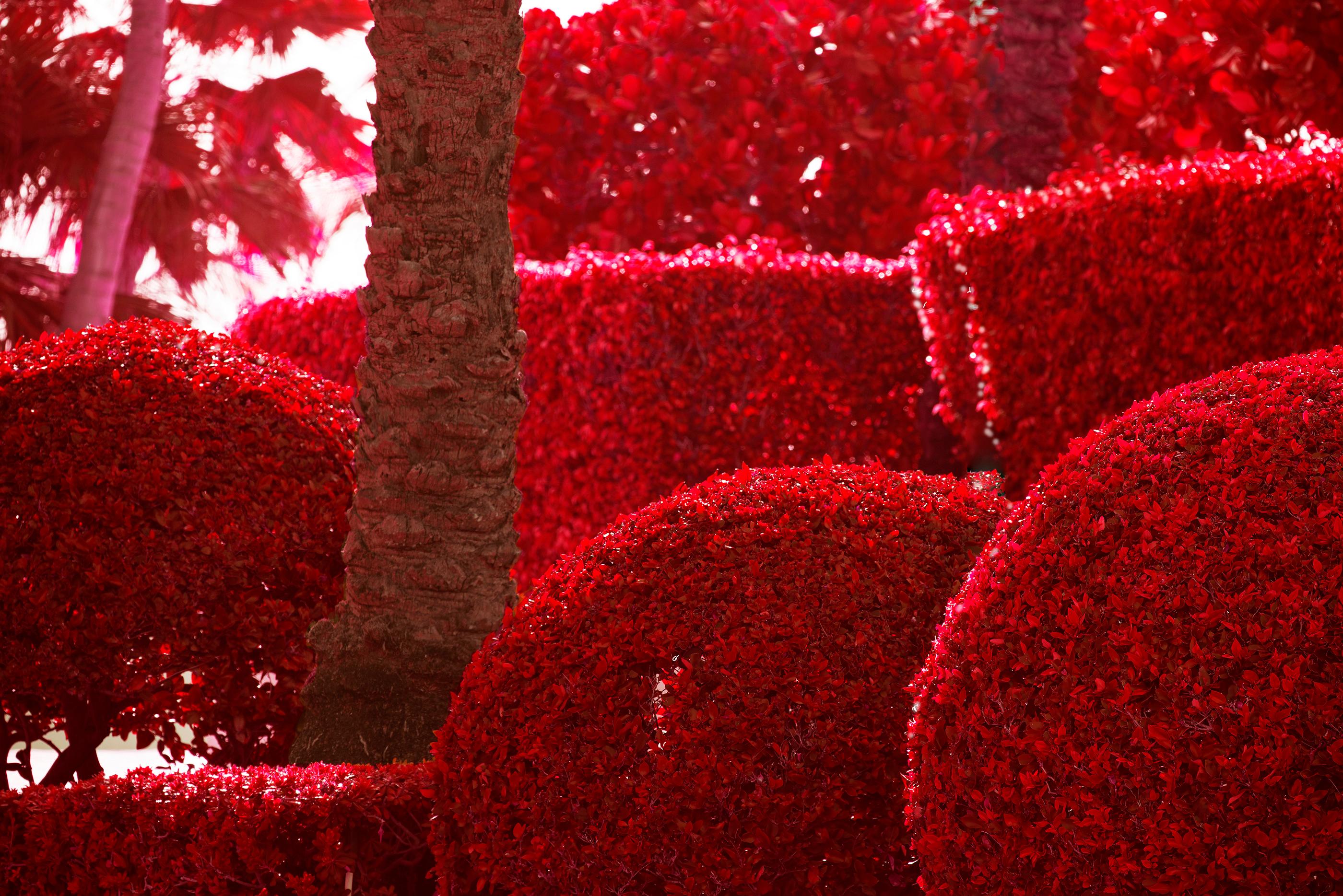 Robert Funk Abstract Photograph - Hedge Fun - South Beach