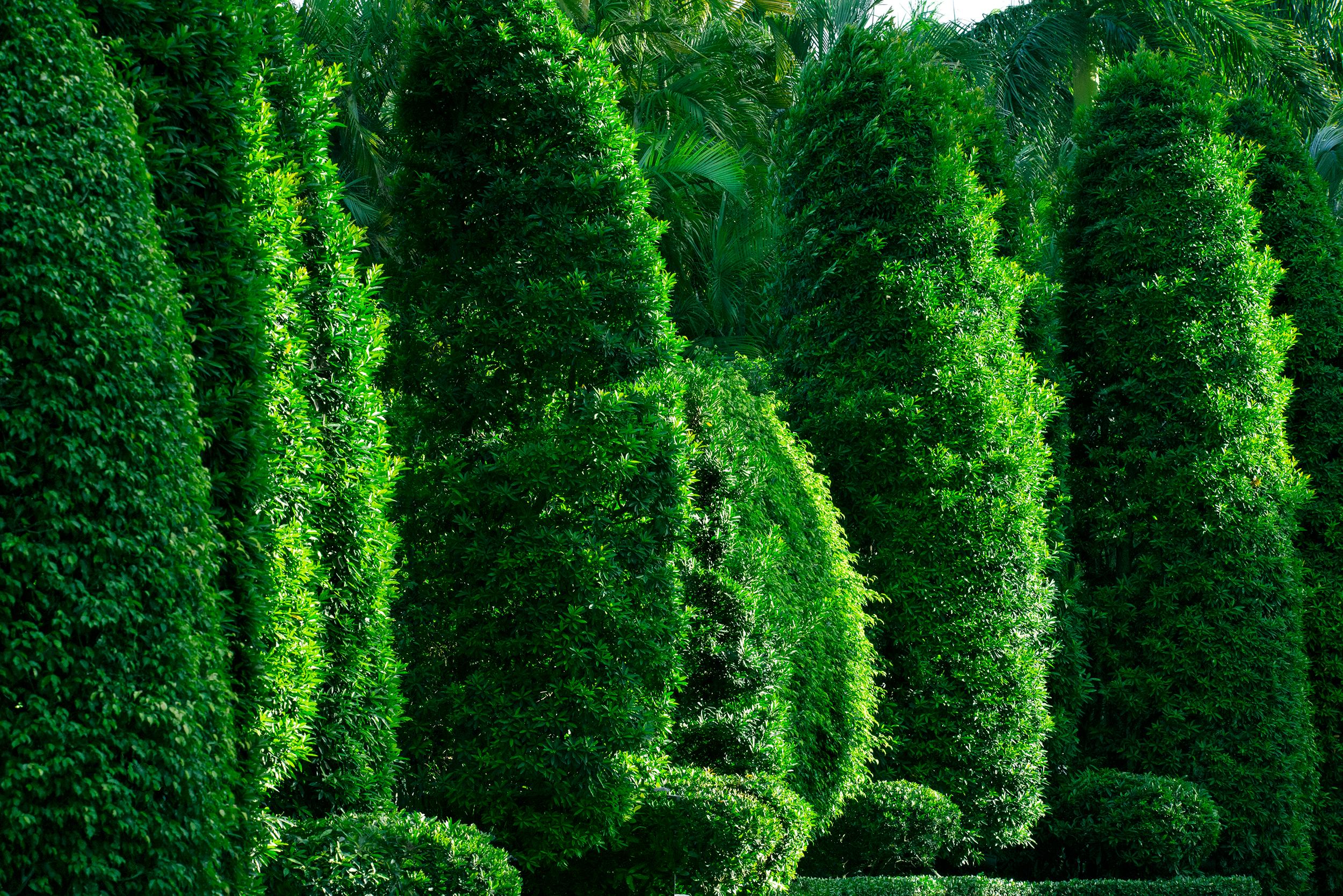 Robert Funk Landscape Photograph - Hedge Fun - Star Island,  Miami Beach - Slim Arrons forgot to shoot the Shrubs 