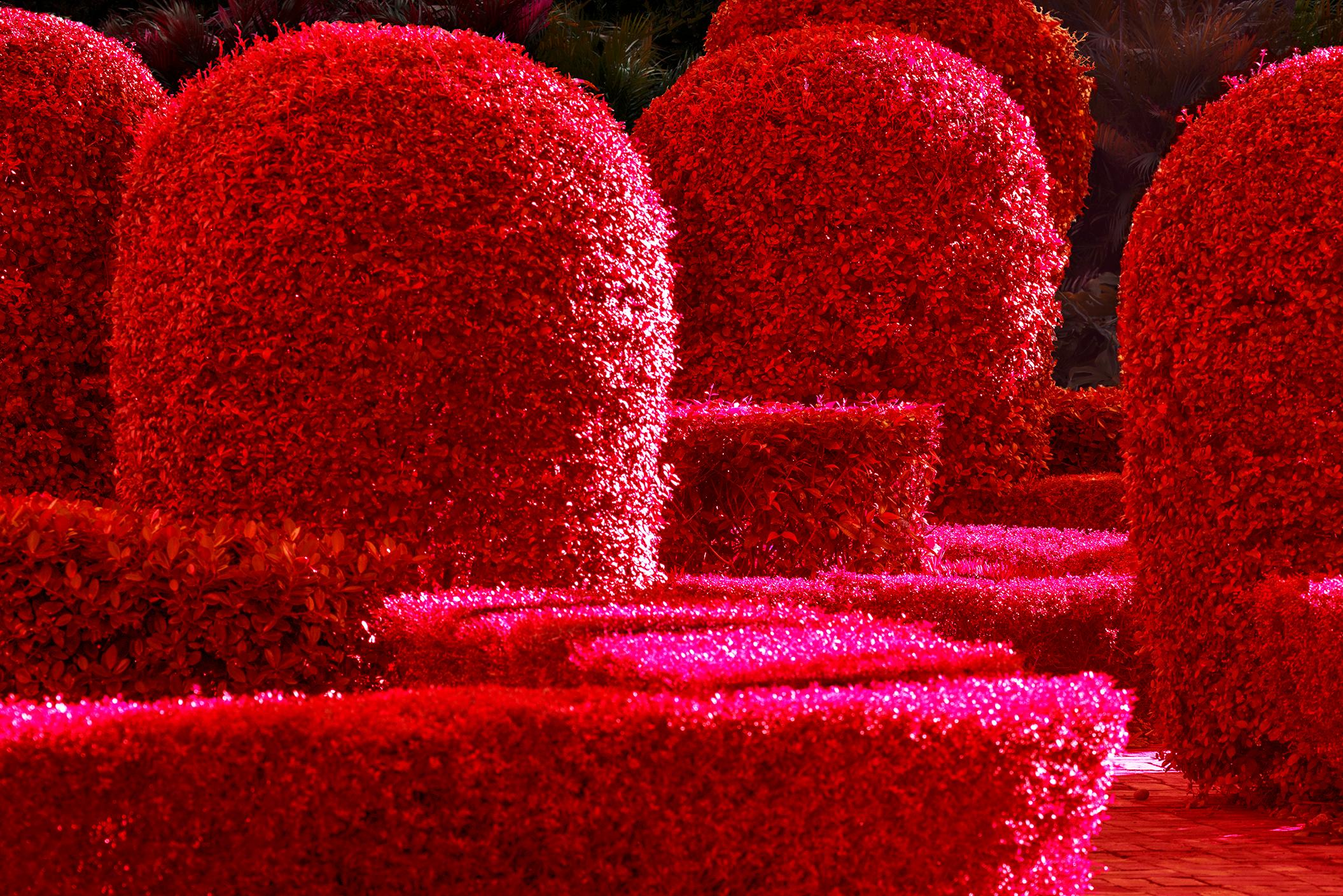 Robert Funk Abstract Photograph – Wie die Reichen Straßenkunst machen - Sunset Island, Miami Beach - Red Bushes