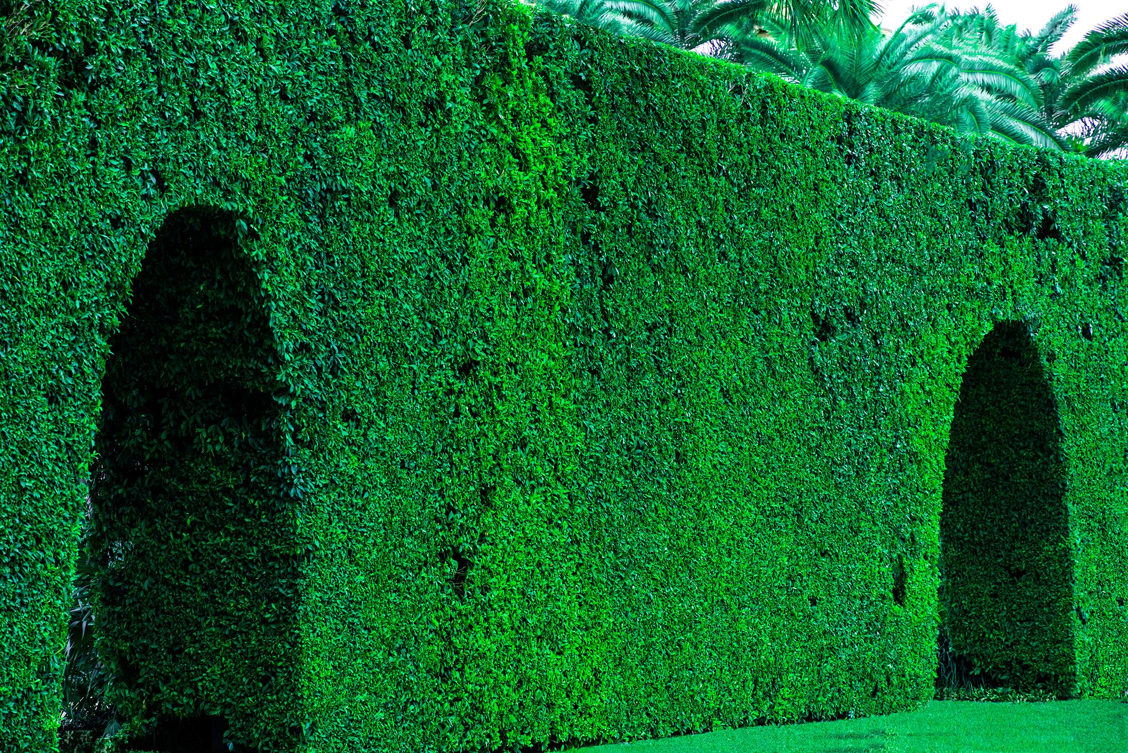 Robert Funk Landscape Photograph - Hedge Fun - Two Arches, Palm Beach -  Slim Arrons forgot to shoot the Shrubs 