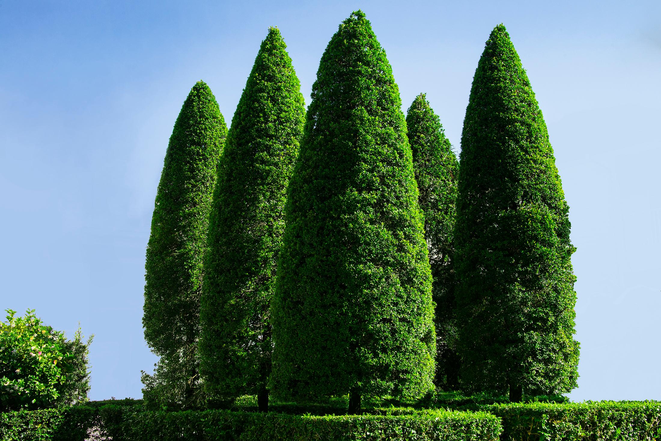 HegdeFun  - The Five Trees - Straßenkunst der Reichen