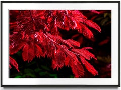 Jubilation Tree in Reds, Nature Photography