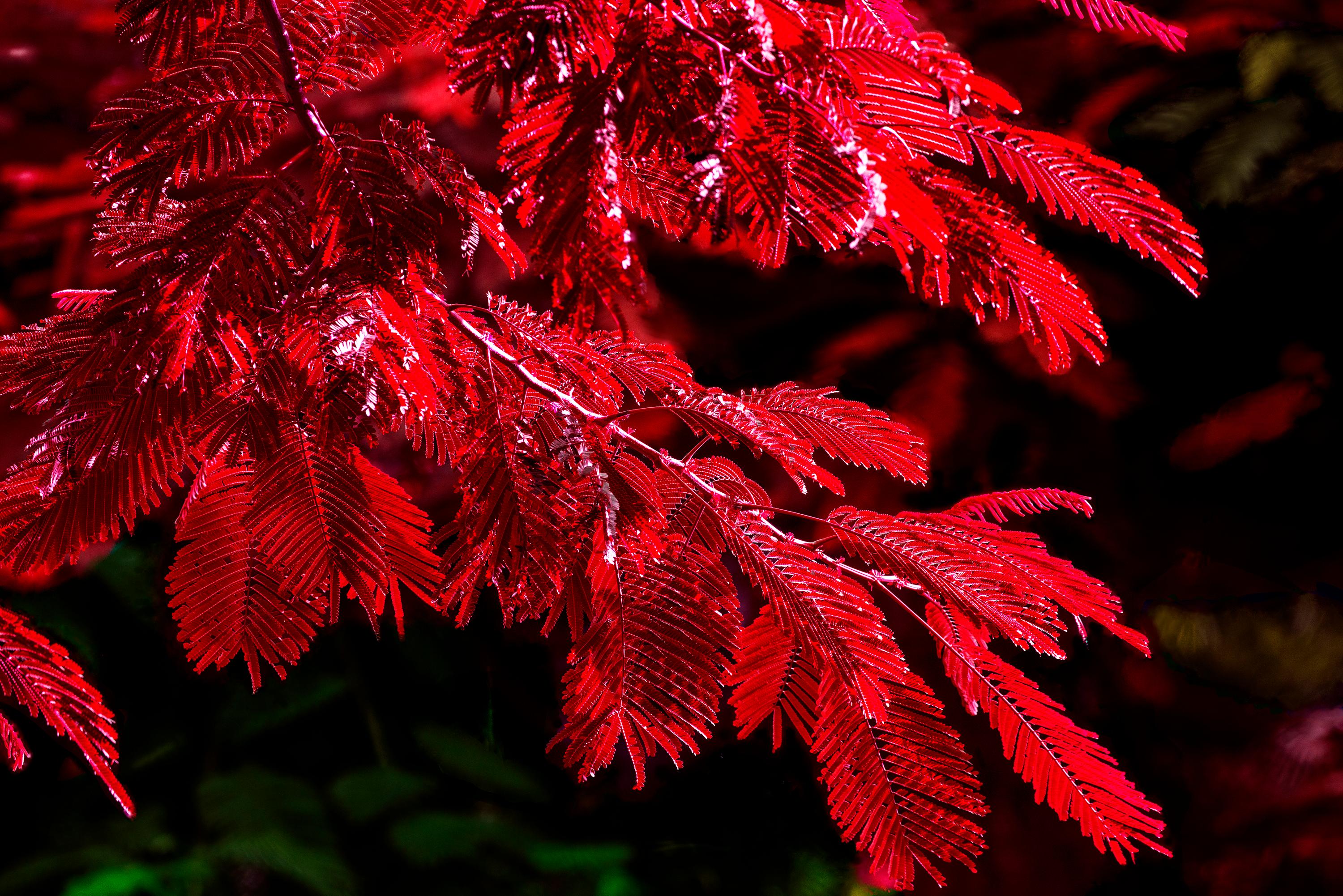 Jubiläumsbaum in Rot, Naturfotografie