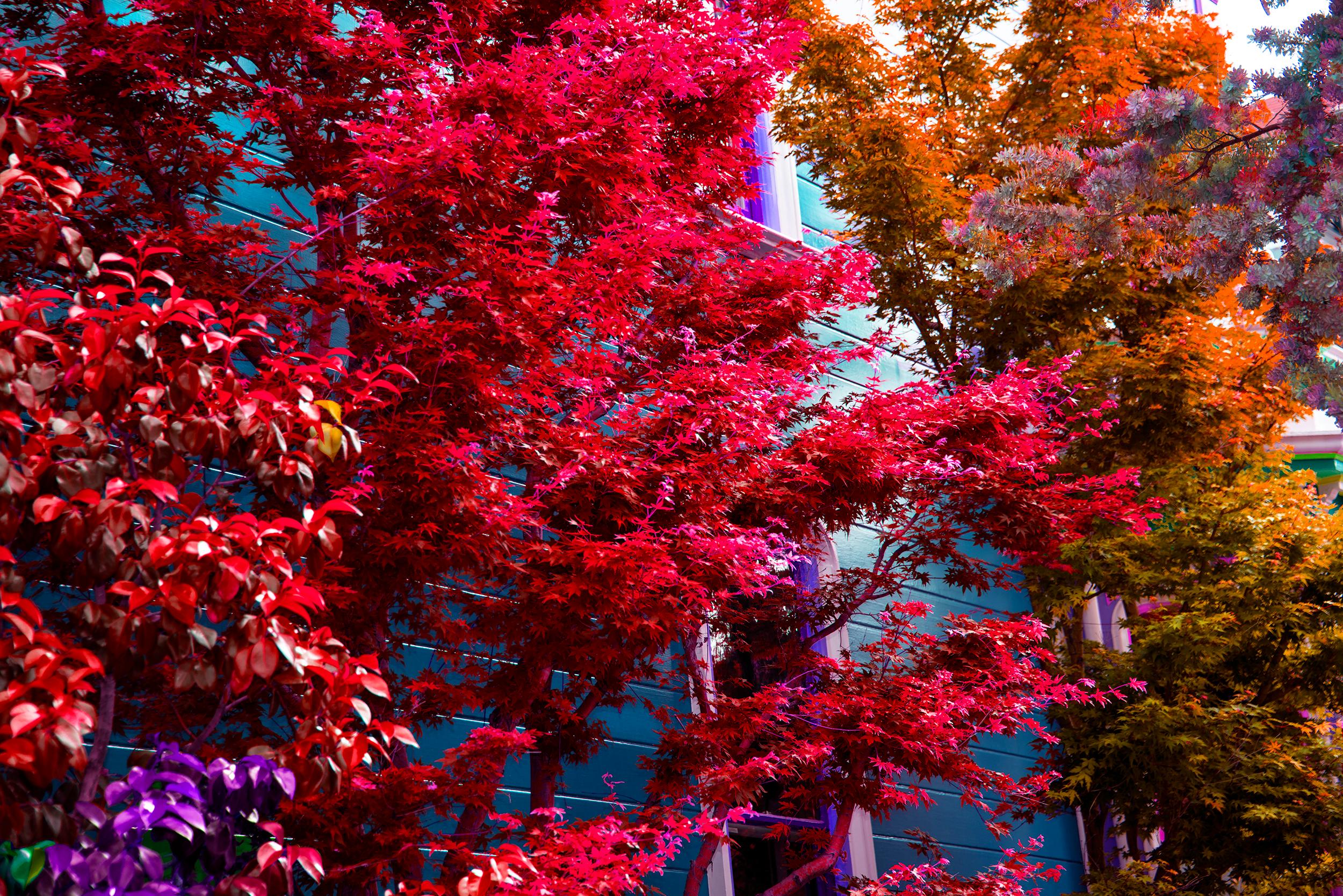 Robert Funk Color Photograph - Jubilation Trees: San Francisco Victorian - Red Foliage