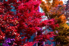 Alberi da giubilo: Vittoriano di San Francisco - Fogliame rosso