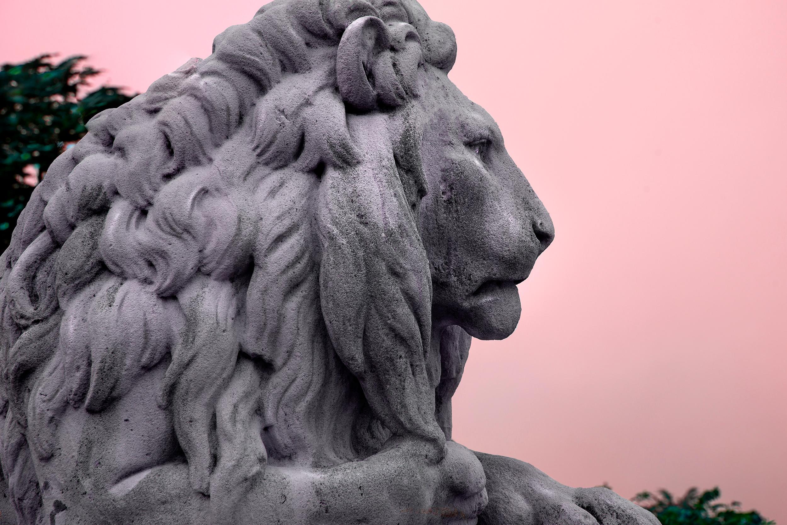 Portrait Photograph Robert Funk - Homme lion majestueux en mauve