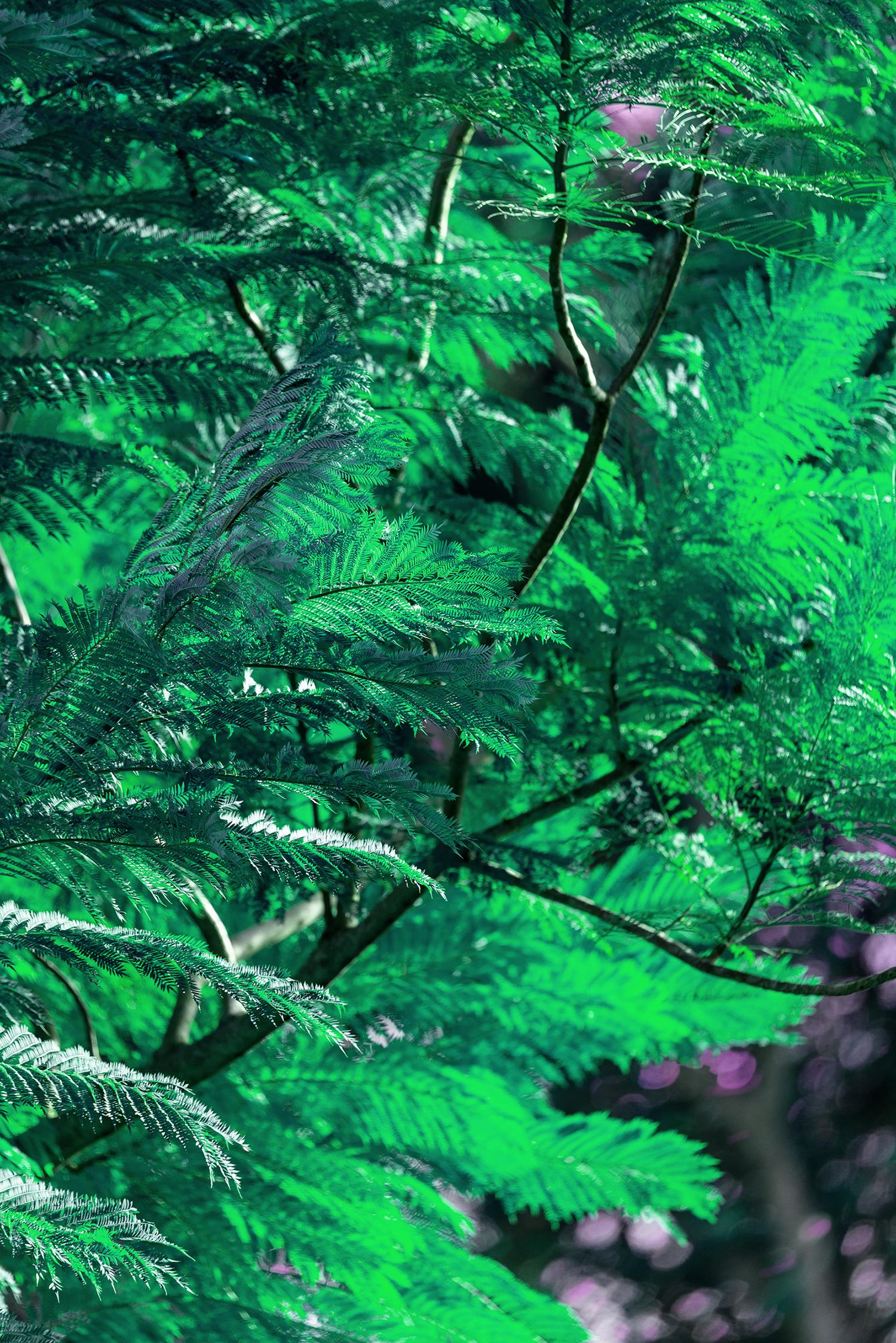 Landscape Photograph Robert Funk - L'arbre perdu dans la pensée :  Vert et violet
