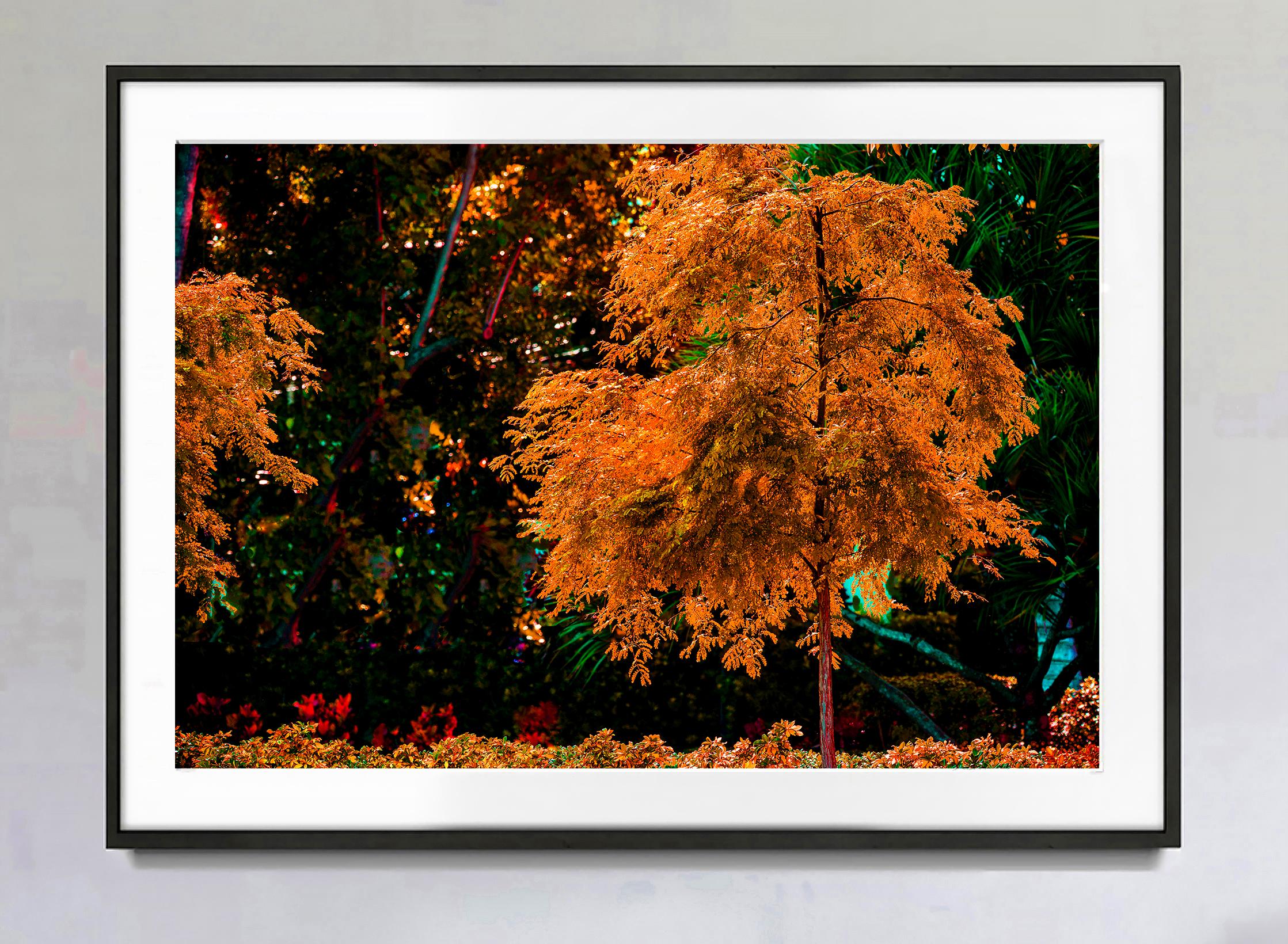 Orange Tree - Neutral Palette,  Nature Photography  - Black Abstract Photograph by Robert Funk