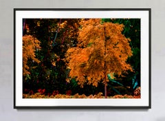 Orange Tree - Neutral Palette, Nature Photography