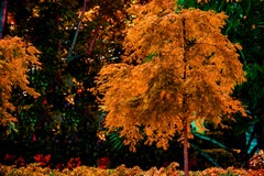 Palette neutre - arbre orange  Photographie de la nature 
