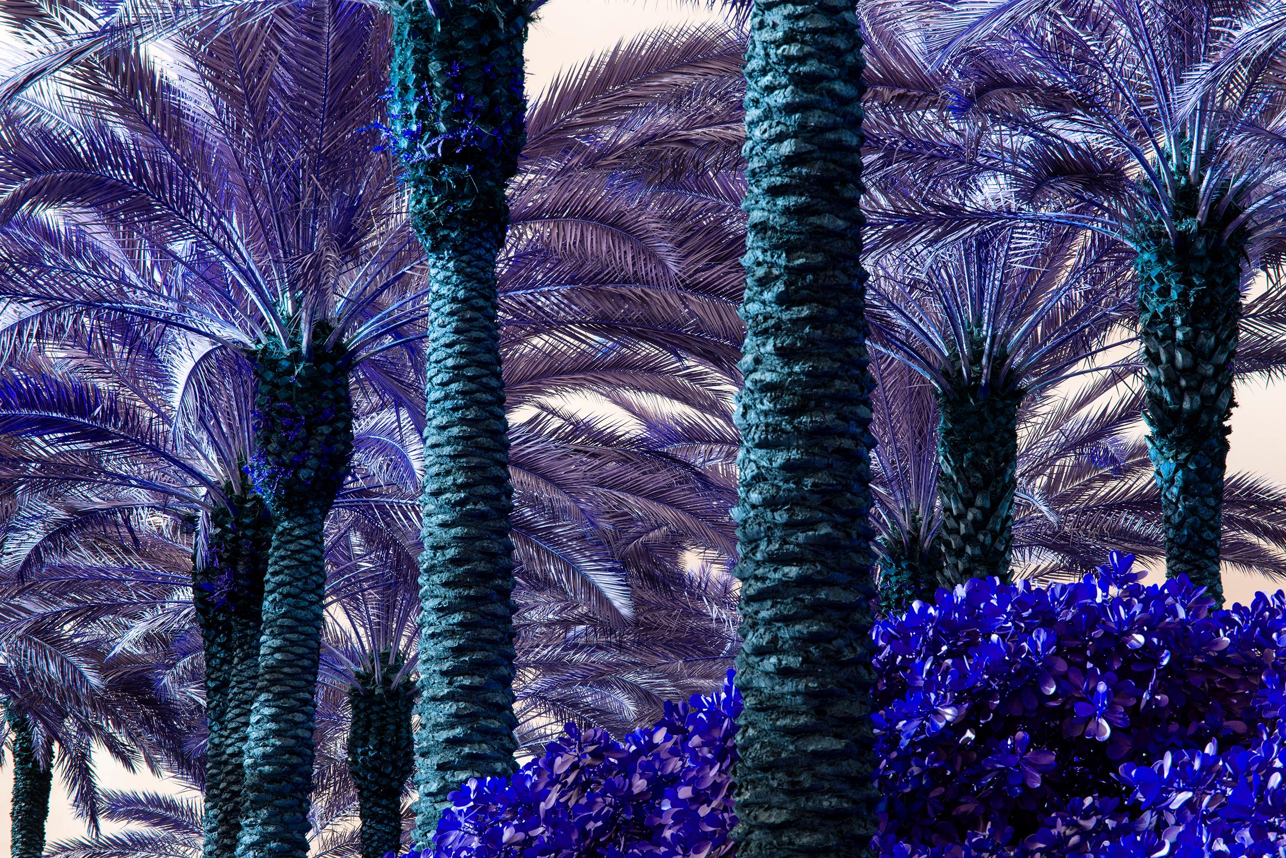 Robert Funk Figurative Photograph – Palmen in Violett gedrechselt  Miami Beach