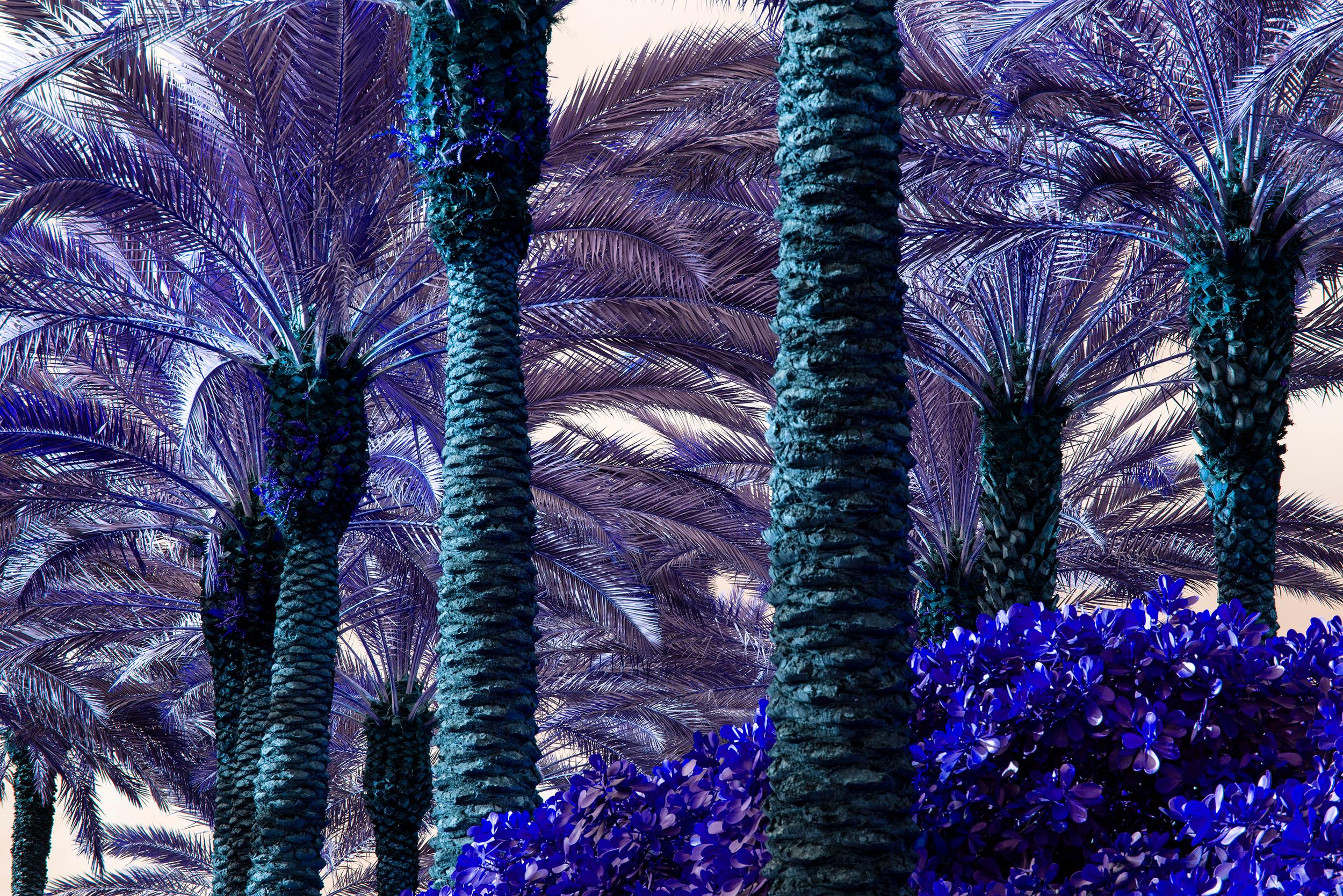 Robert Funk Color Photograph - Palm Trees Turn Purple - Miami Beach 