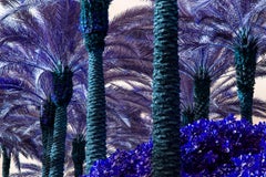 Le palme diventano viola - Miami Beach