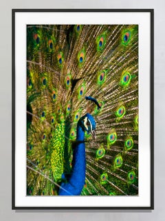 Peacock Blue and Green. Colorful  Pheasant Bird