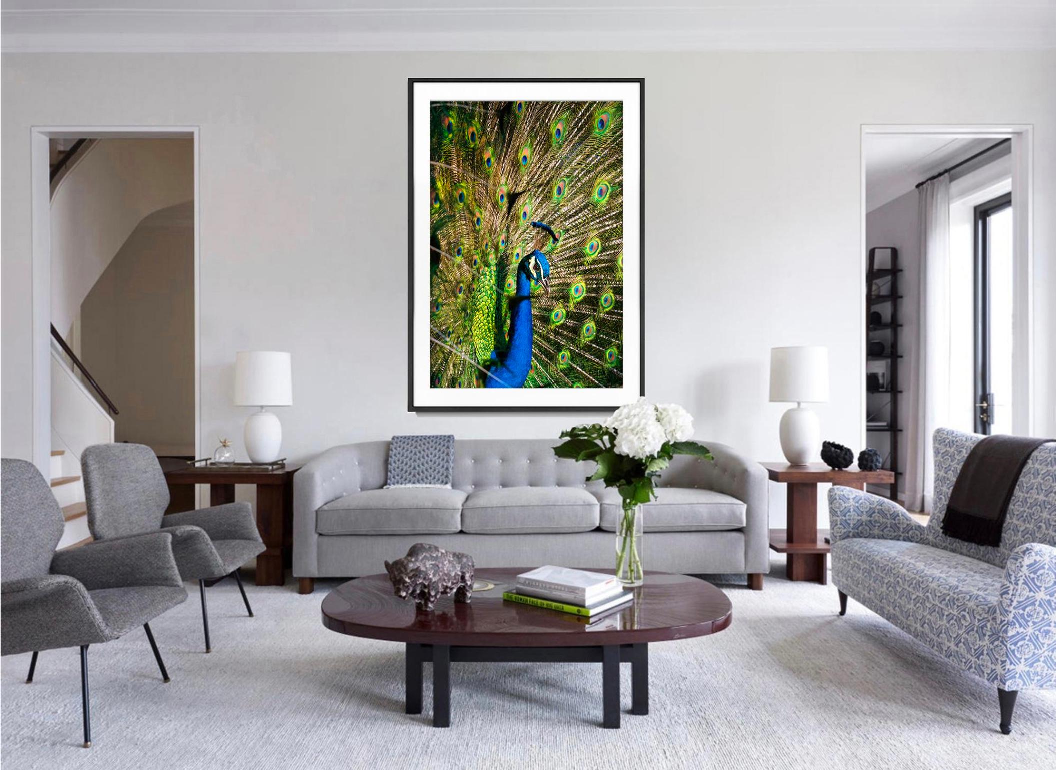 Pfauenblau und Grün. Bunte Fasane (Impressionismus), Photograph, von Robert Funk