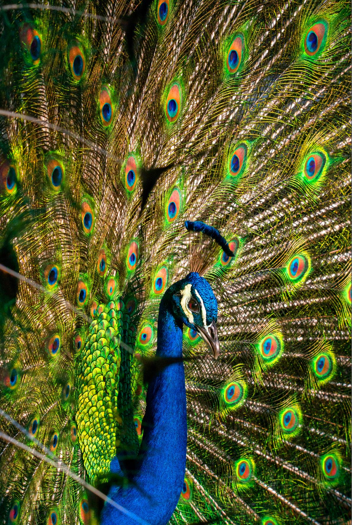 Robert Funk Abstract Photograph - Peacock Blue and Green. Colorful Pheasants