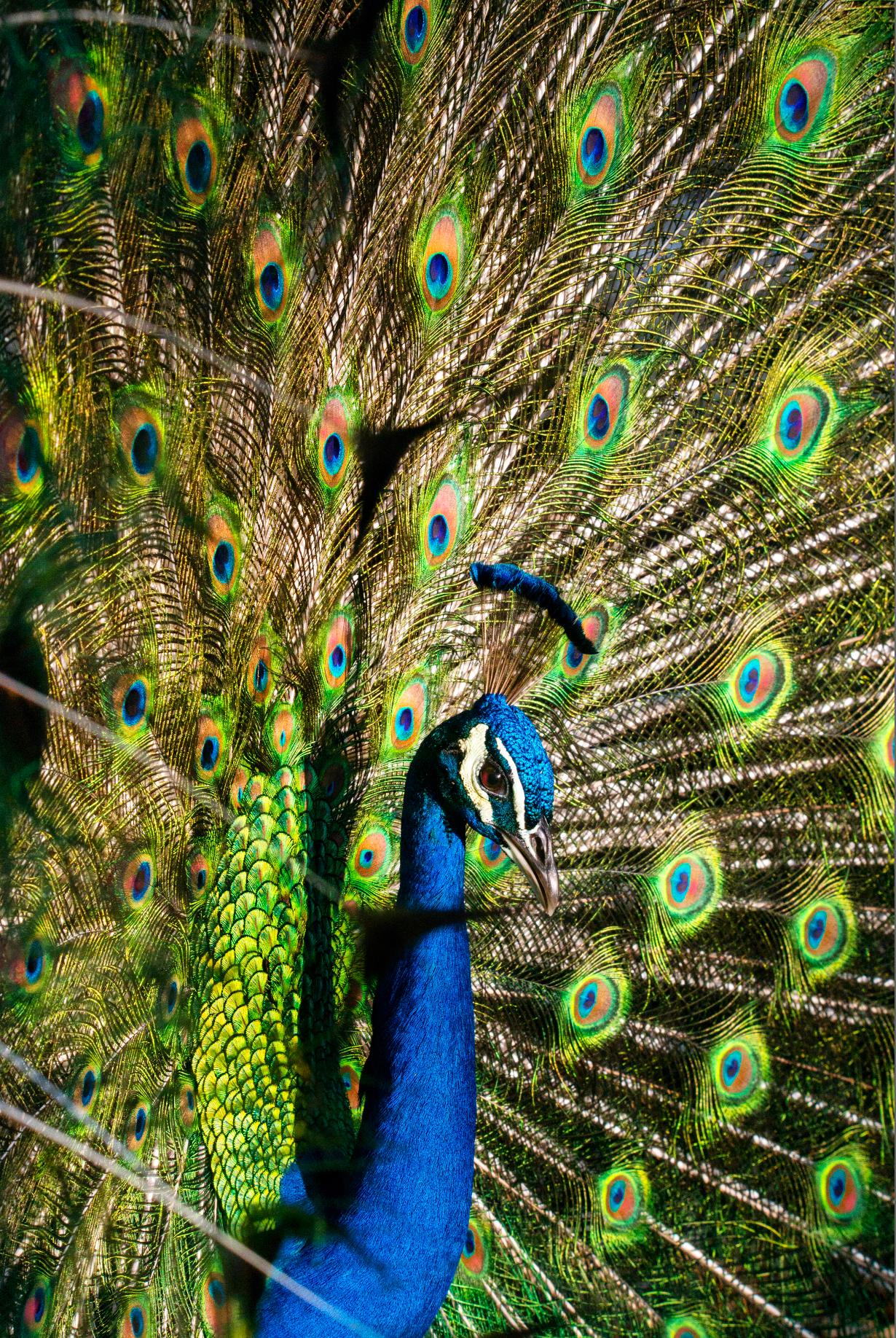 Peacock Blue and Green. Colorful  Pheasant Bird