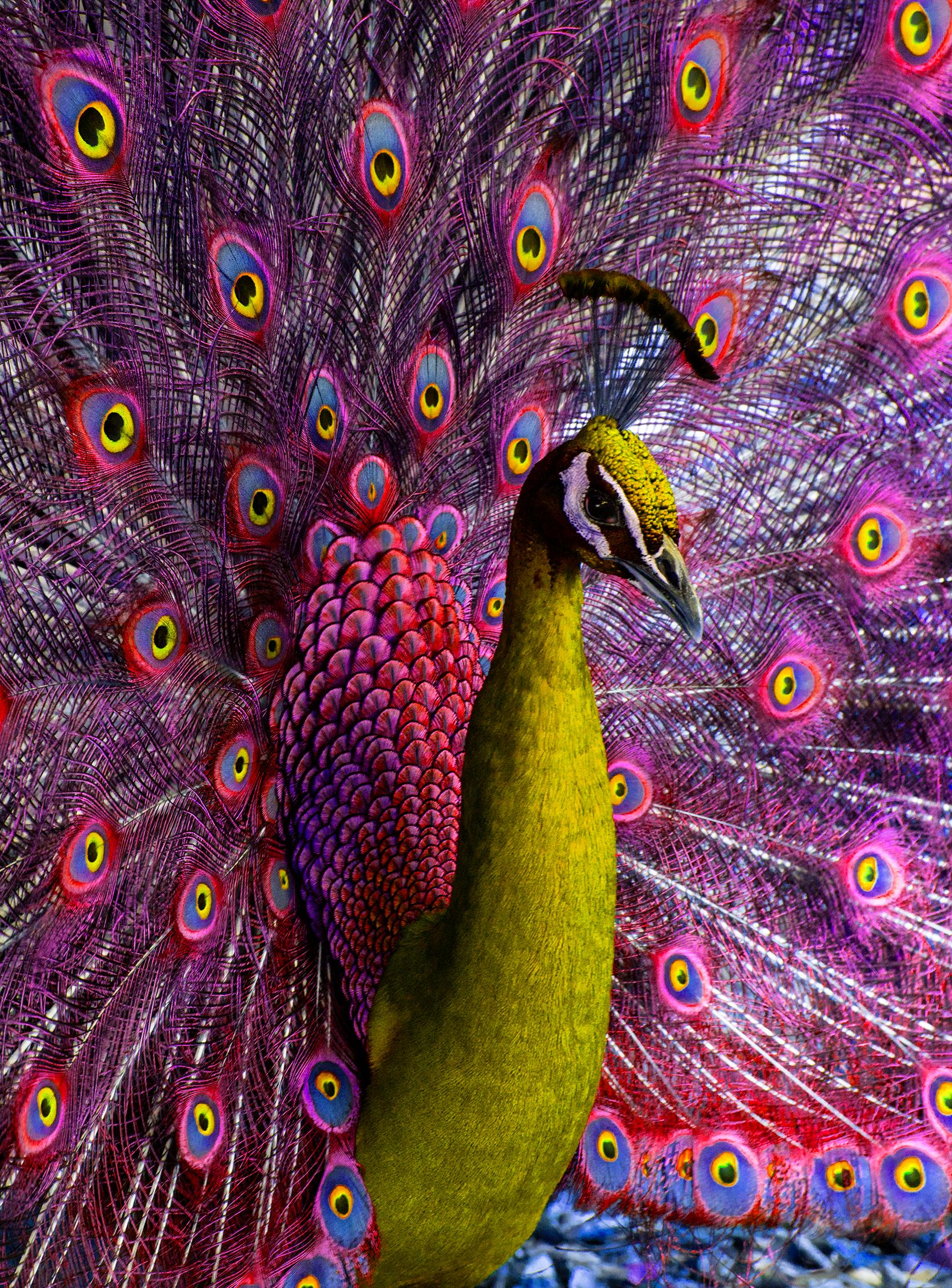 Peacock displaying in Magenta and Yellow Birds - Photograph by Robert Funk