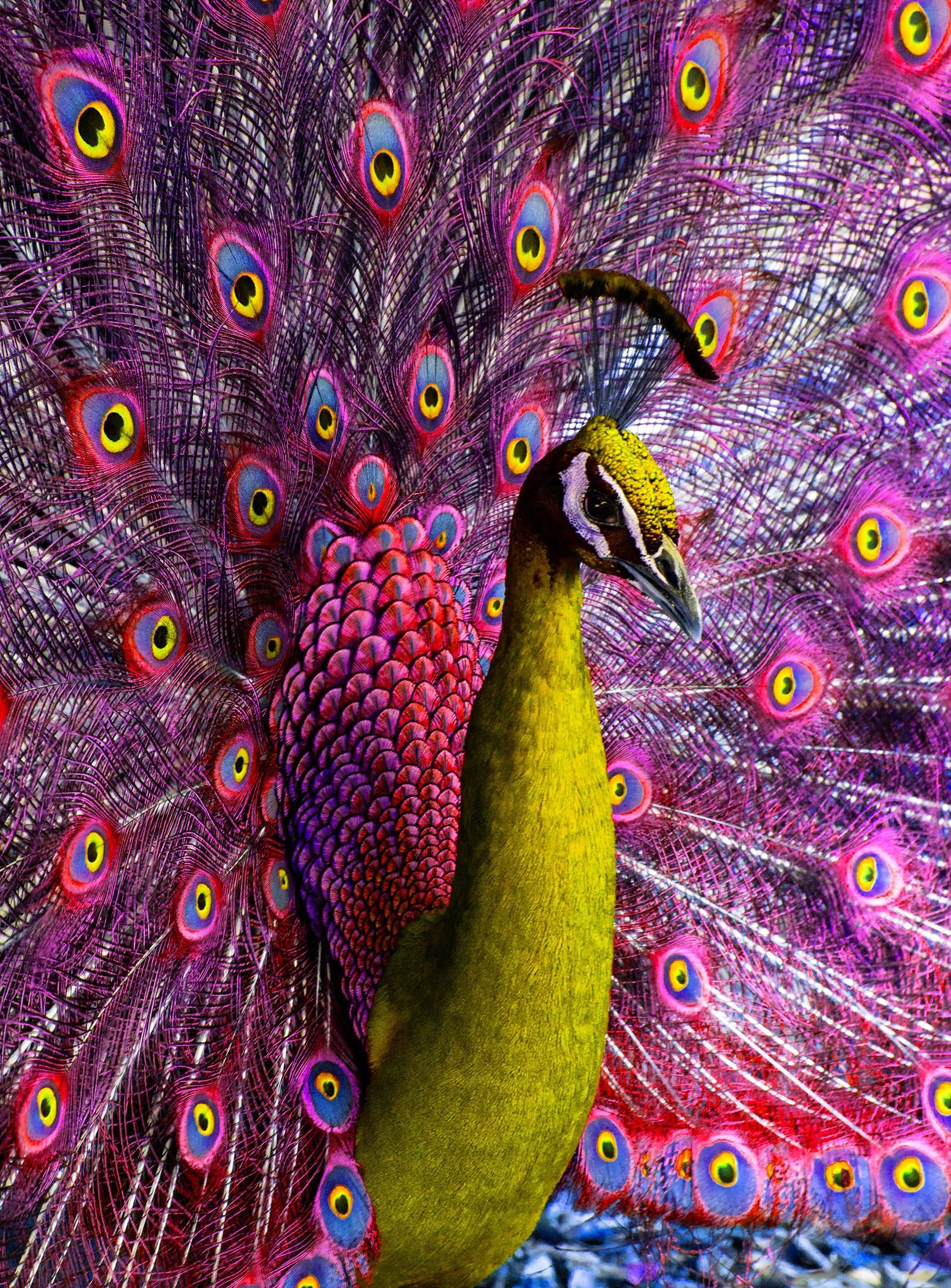 Peacock displaying in Magenta and Yellow Birds - Vienna Secession Photograph by Robert Funk